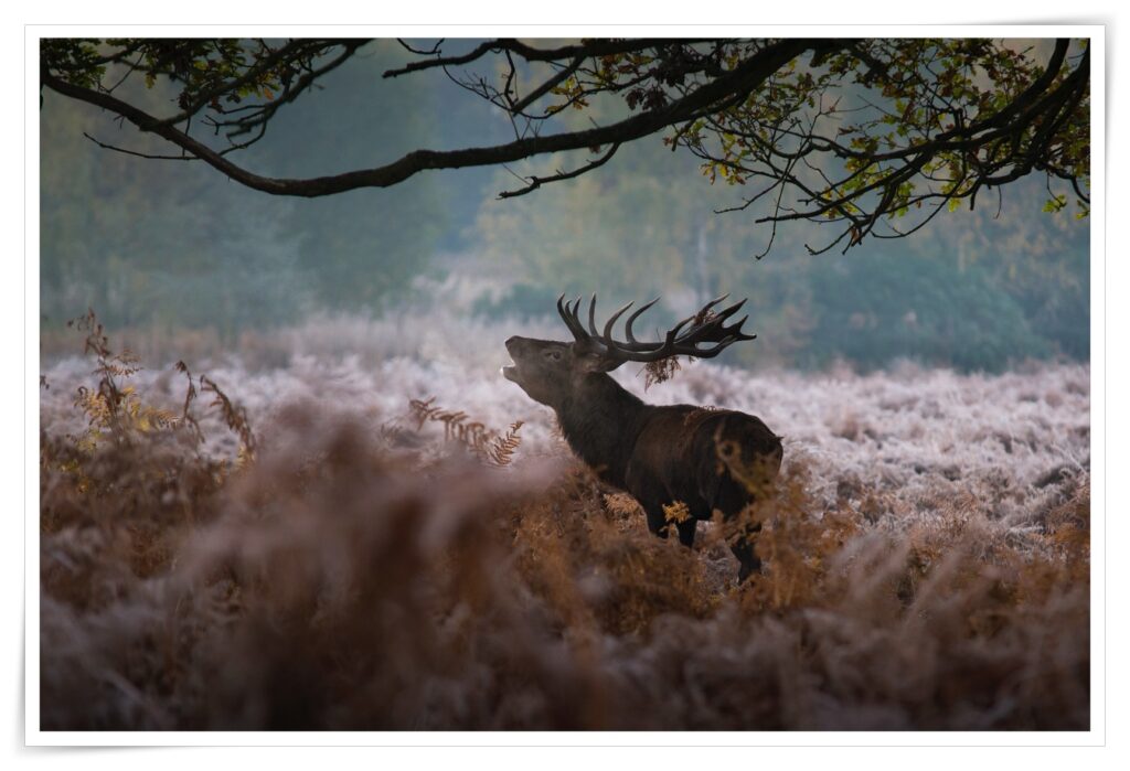 Hirsch im Nebel Wald